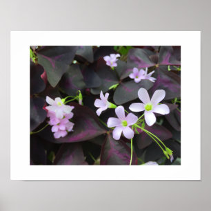 Affiches Photographie de floraisons uniques de trèfle viole