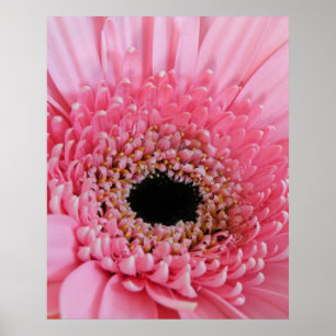 Affiches Photographie de gerbera rose frais