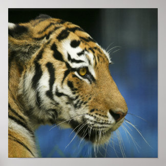 Affiches Photographie de gros plan de côté de tigre