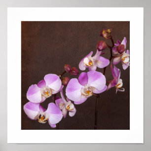 Affiches Photographie de gros plan d'orchidée violette et b