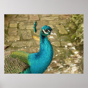 Affiches Photographie de la belle nature du paon