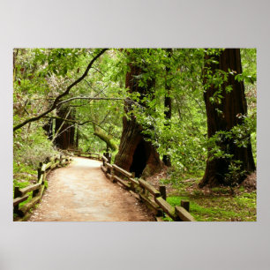 Affiches Photographie de la nature du chemin Muir Woods II