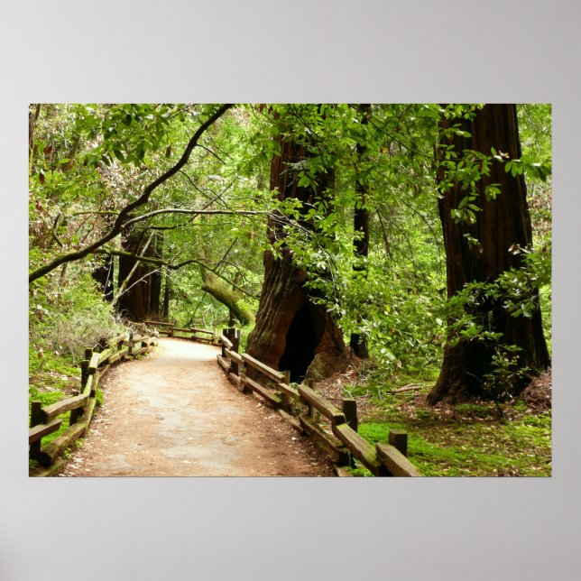 Affiches Photographie de la nature du chemin Muir Woods II (Devant)