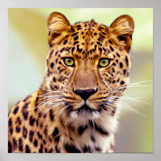 Affiches Photographie de léopard