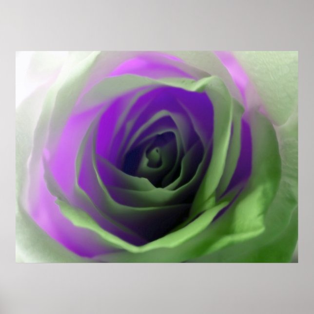 Affiches Photographie de Neon Rose (Devant)