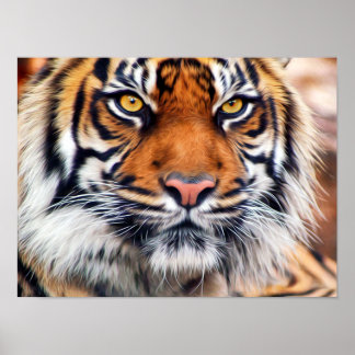 Affiches Photographie de peinture de tigre sibérien mâle