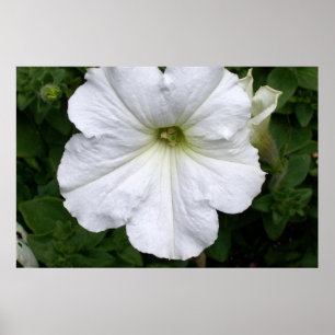 Affiches Photographie de Petunia Petunias