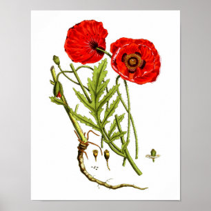 Affiches Photographie de Red Poppy #12