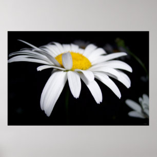 Affiches Photographie de Shasta Daisy