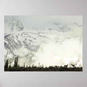 Affiches Photographie d'élans dans le parc national de Gran