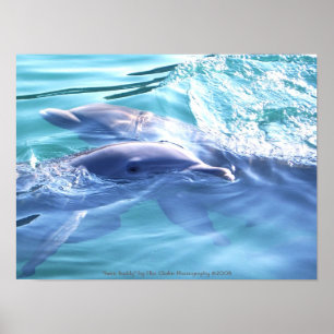 Affiches Photographie des dauphins