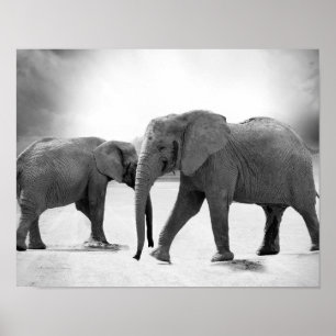 Affiches Photographie en noir et blanc des éléphants africa