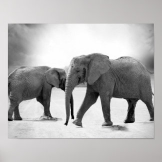 Affiches Photographie en noir et blanc des éléphants africa