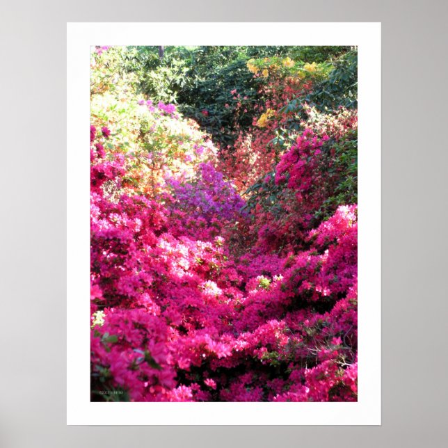 Affiches Photographie florale du Rhododendron INTITULÉE (Devant)