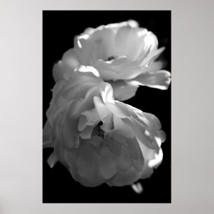 Affiches Photographie florale noire et blanche de roses