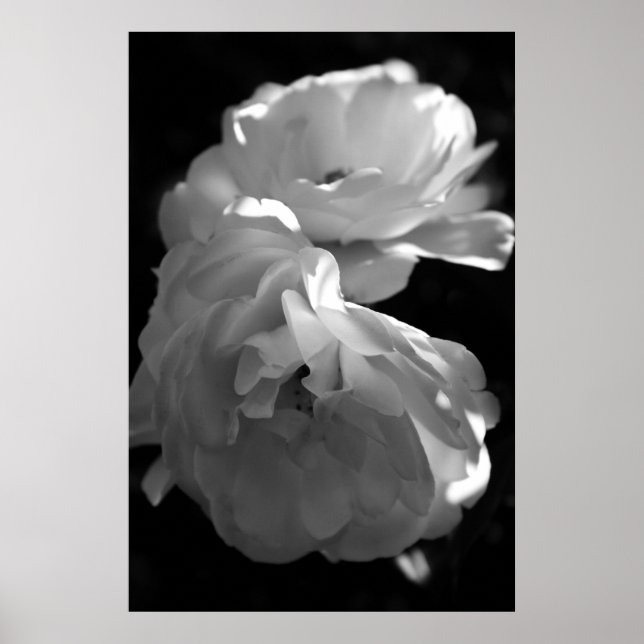 Affiches Photographie florale Rose noire et blanche (Devant)