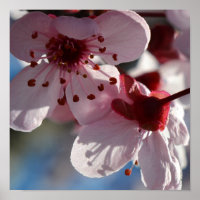 Photographie macro de Cherry Blossom Fleurs