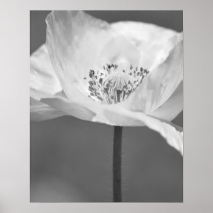 Affiches Photographie noir et blanc de la fleur de pavot d'