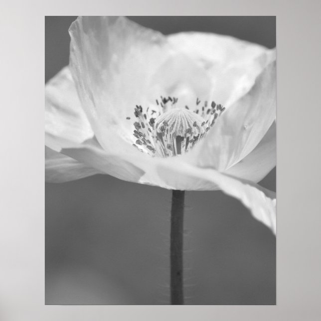 Affiches Photographie noir et blanc de la fleur de pavot d' (Devant)