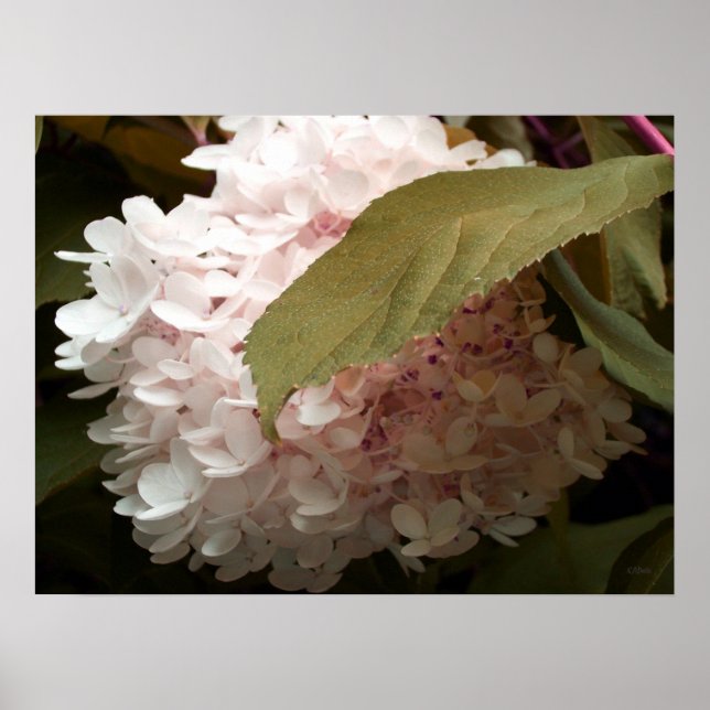 Affiches Photographie rose des fleurs d'Hydrangée (Devant)