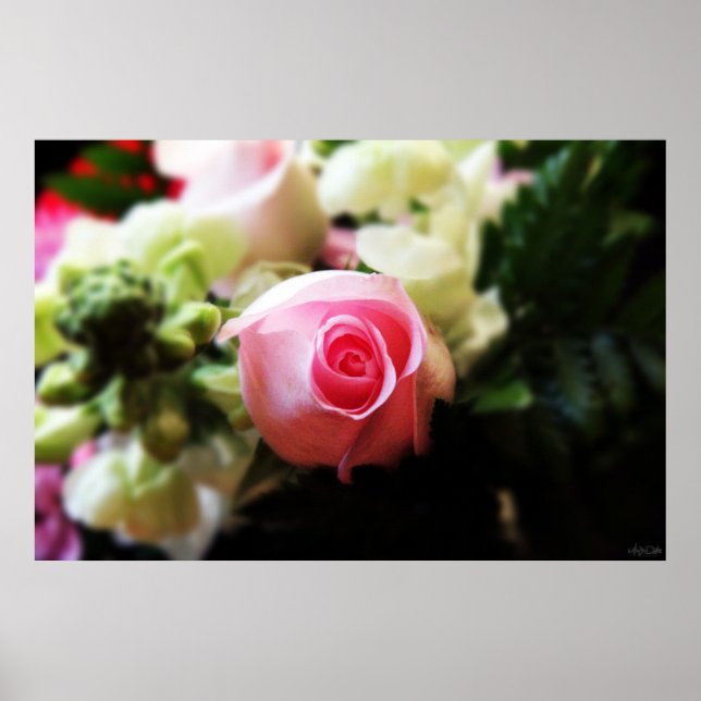 Affiches photographie rose simple (Devant)