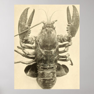 Affiches Photographie vintage de homard du Maine (1895) 2