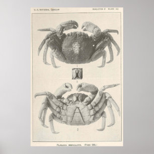 Affiches Photographie Vintage de l'anatomie du crabe (1918)