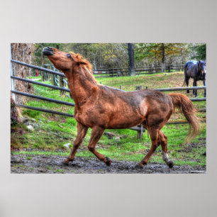 Affiches Photos équines du cheval de Ranch de châtaignes en