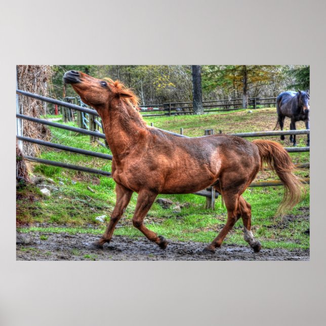 Affiches Photos équines du cheval de Ranch de châtaignes en (Devant)