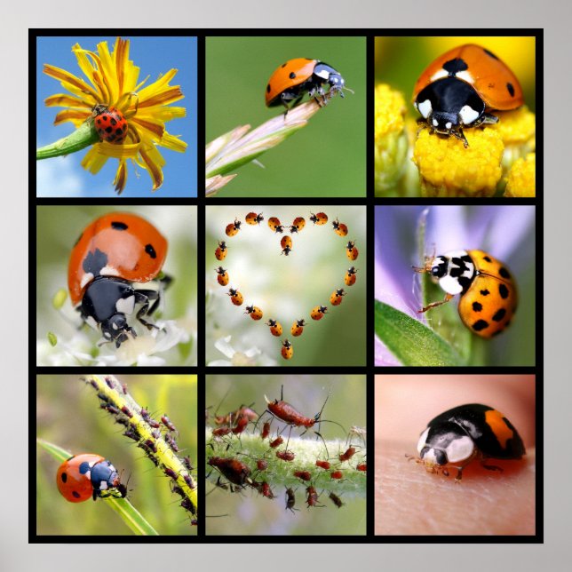 Affiches Photos multicolores de coccinelles (Devant)