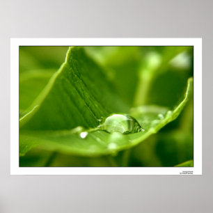 Affiches photosynthétiser