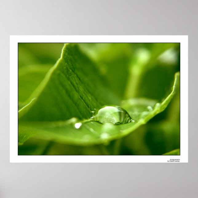 Affiches photosynthétiser (Devant)