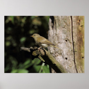 Affiches Phylloscopus collybita