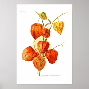 Affiches Physalis alkekengi franchetti