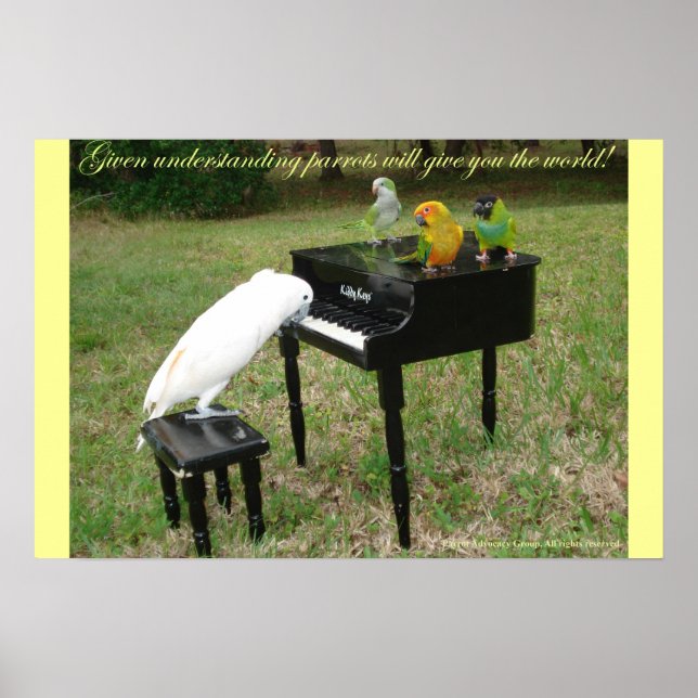 Affiches Pianiste Parrots (Devant)