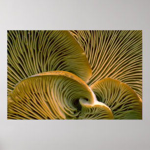 Affiches Pic de champignons sur un arbre mort