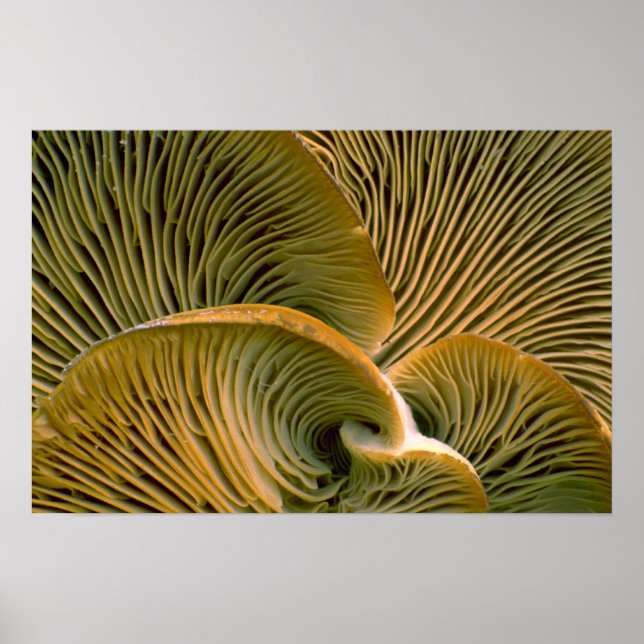 Affiches Pic de champignons sur un arbre mort (Devant)