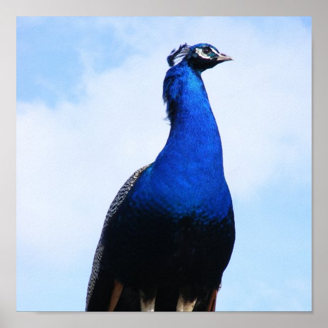 Affiches Pic sur le mur (Devant)