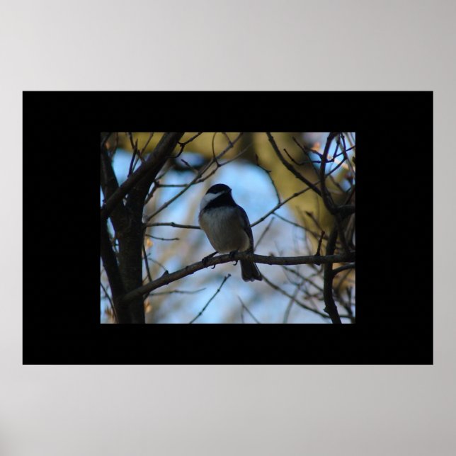 Affiches Pickadee (Devant)
