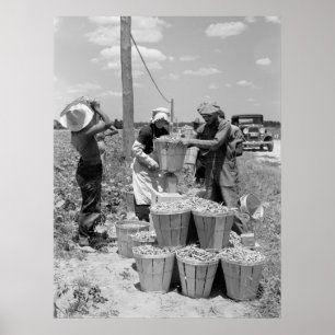 Affiches Pickers à cordes dans le Maryland : 1937