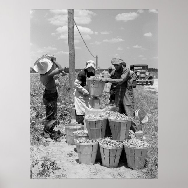 Affiches Pickers à cordes dans le Maryland : 1937 (Devant)