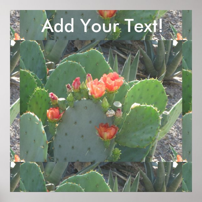 Affiches Pickly Pear Cactus (Devant)