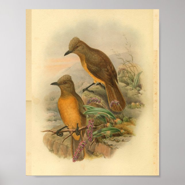 Affiches Pie-grièche au chêne jaune Imprimer (Devant)