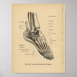 Affiches Pied de cheville d'impression d'anatomie