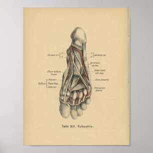 Affiches Pied d'impression d'anatomie d'Allemand du cru