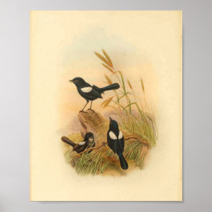 Affiches Pied Malurus Black Fairywren Bird Imprimer Vintage