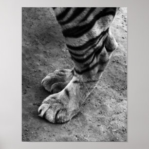 Affiches Pieds de tigre noir et blanc photo