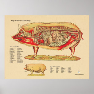 Affiches Pig Veterinary Internal Anatomy Chart