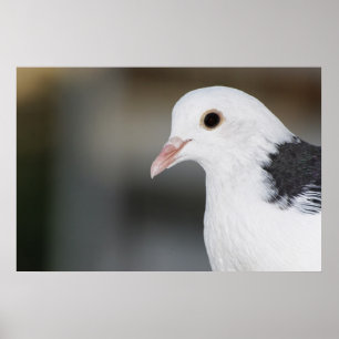 Affiches Pigeon