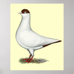 Affiches Pigeon casque néerlandais